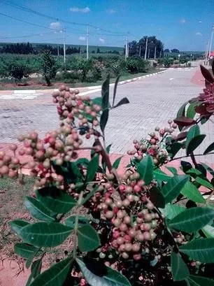 Terreno à venda de 300 m² em Rio das Pedras, SP, Brasil