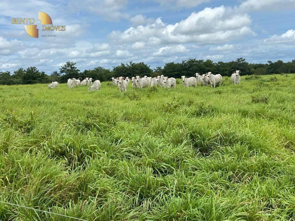 Fazenda à venda de 2.500 ha em Guiratinga, MT, Brasil