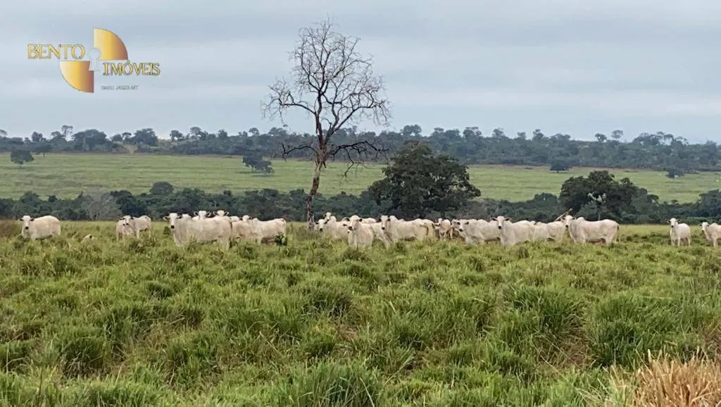 Fazenda à venda de 2.500 ha em Guiratinga, MT, Brasil