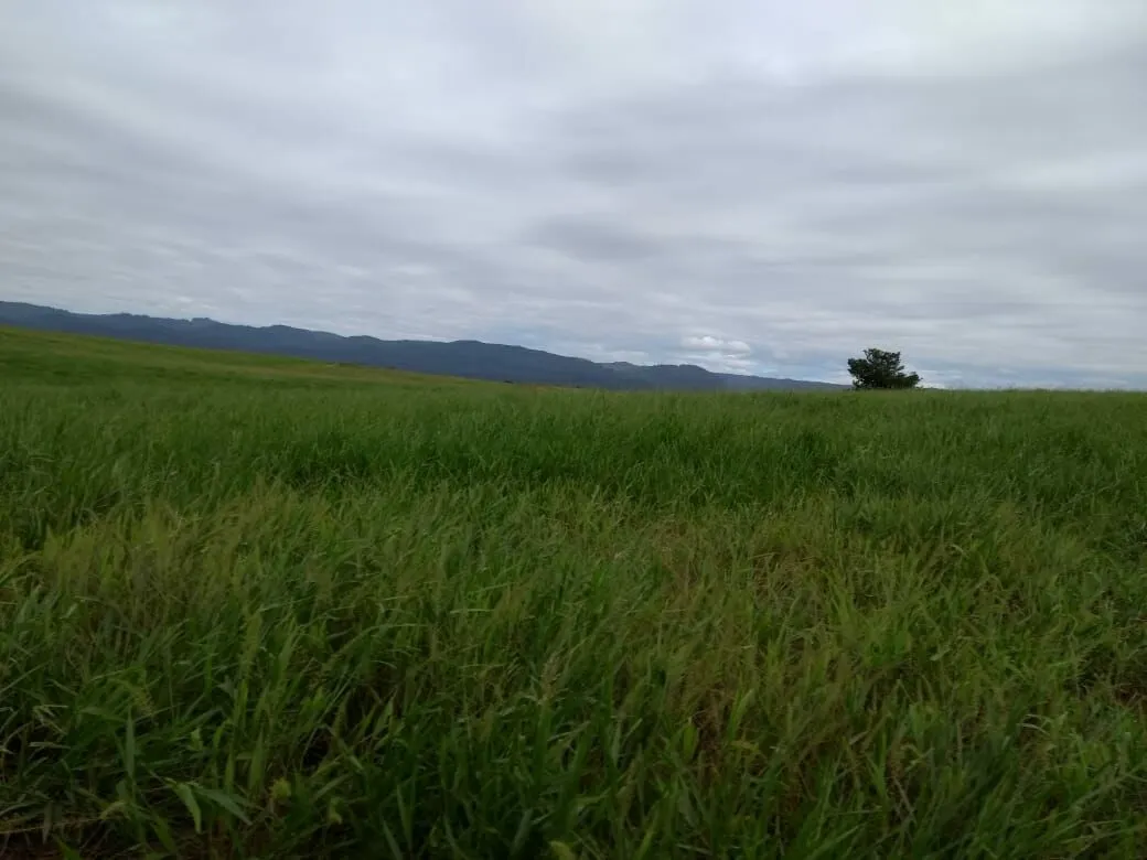 Fazenda à venda de 496 ha em Andaraí, BA, Brasil