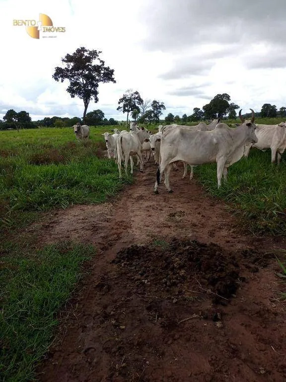 Fazenda à venda de 100 ha em Poconé, MT, Brasil
