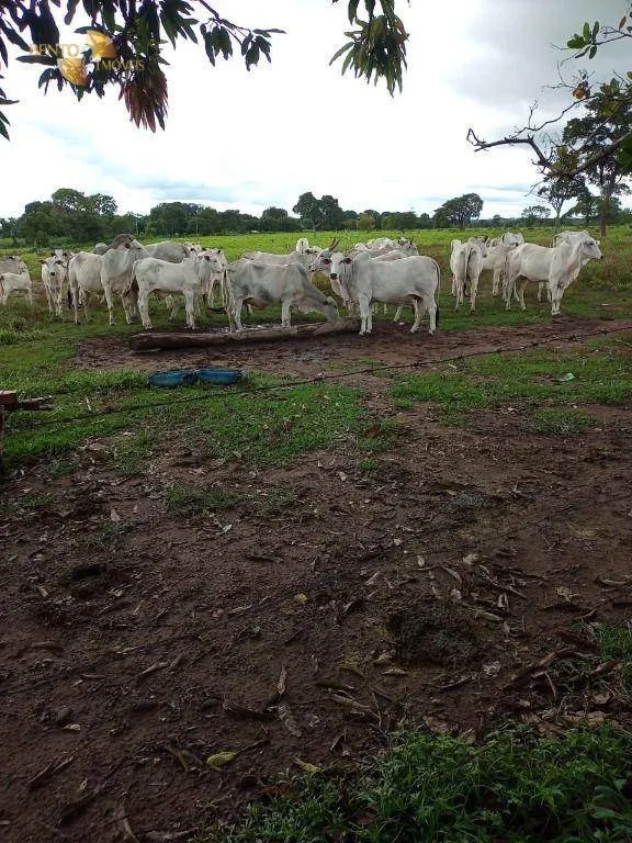 Fazenda à venda de 100 ha em Poconé, MT, Brasil