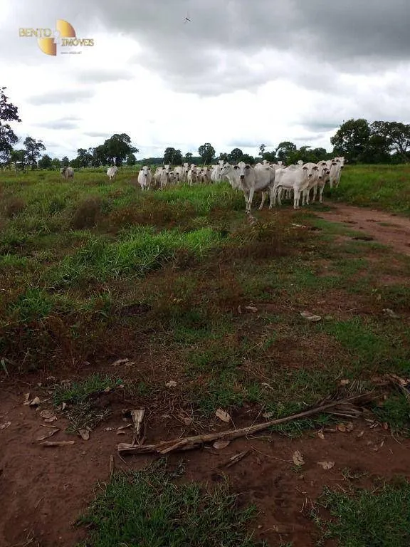Fazenda à venda de 100 ha em Poconé, MT, Brasil