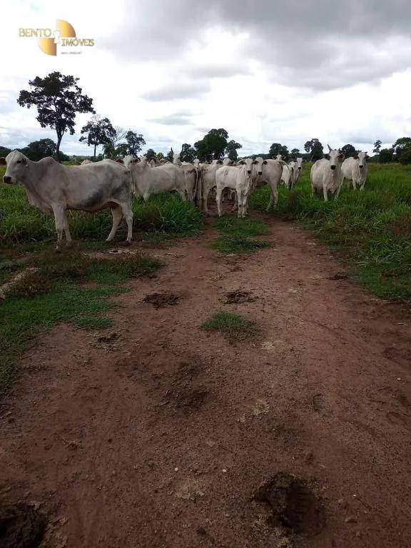Fazenda à venda de 100 ha em Poconé, MT, Brasil