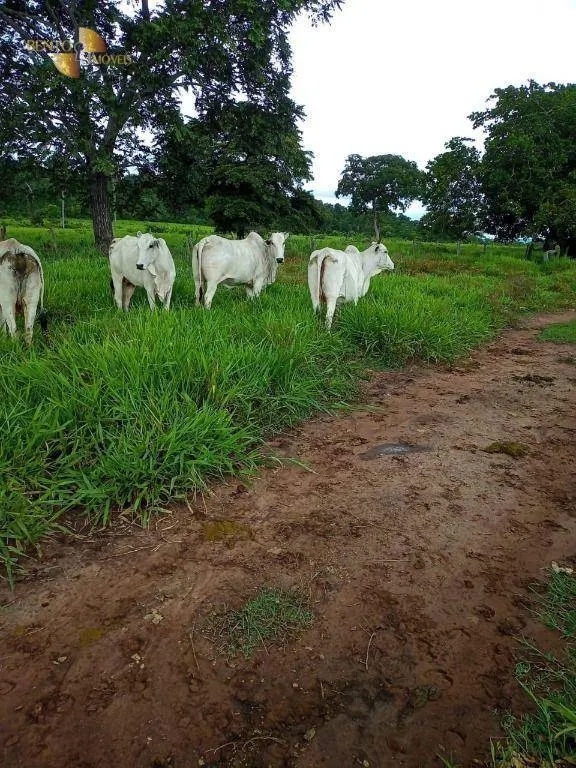 Fazenda à venda de 100 ha em Poconé, MT, Brasil