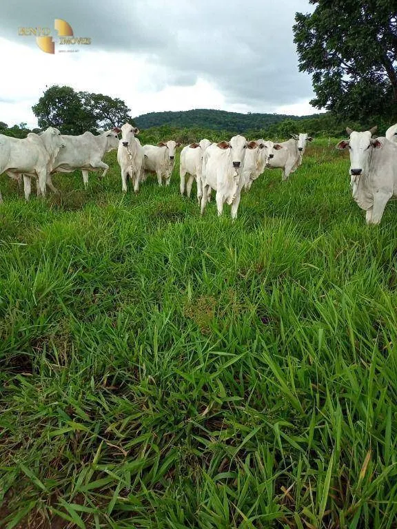 Fazenda à venda de 100 ha em Poconé, MT, Brasil