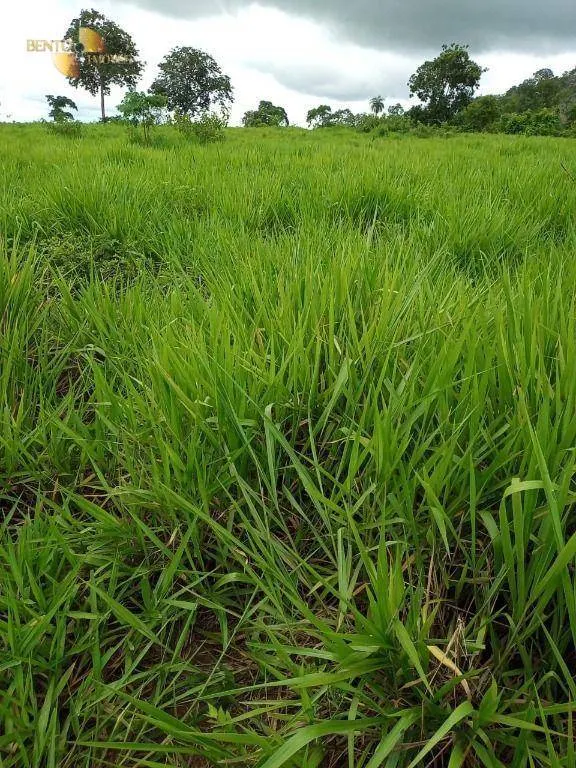 Fazenda à venda de 100 ha em Poconé, MT, Brasil