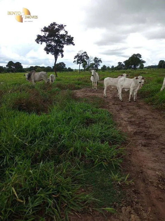 Fazenda à venda de 100 ha em Poconé, MT, Brasil