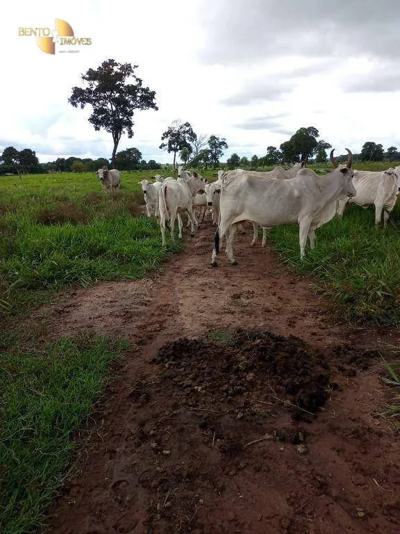 Fazenda à venda de 100 ha em Poconé, MT, Brasil