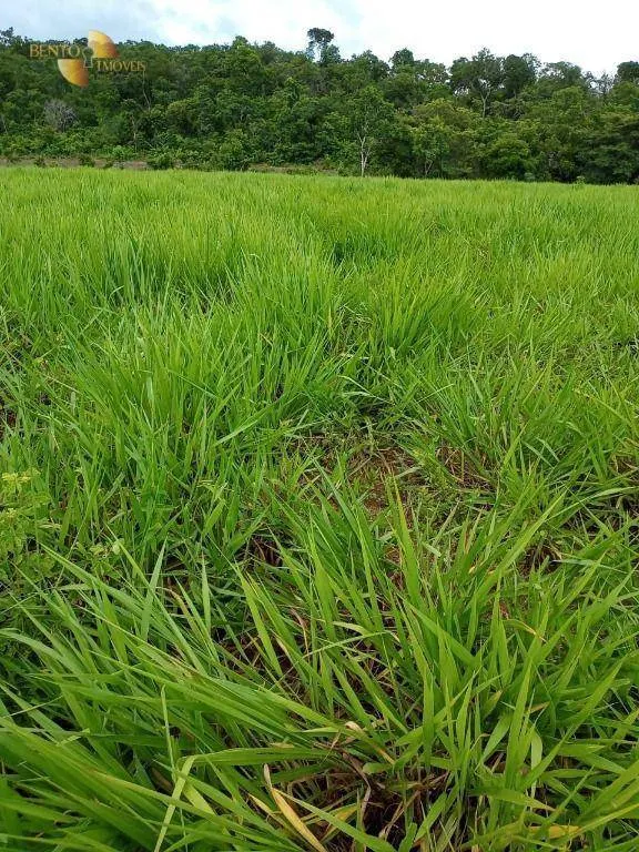 Fazenda à venda de 100 ha em Poconé, MT, Brasil