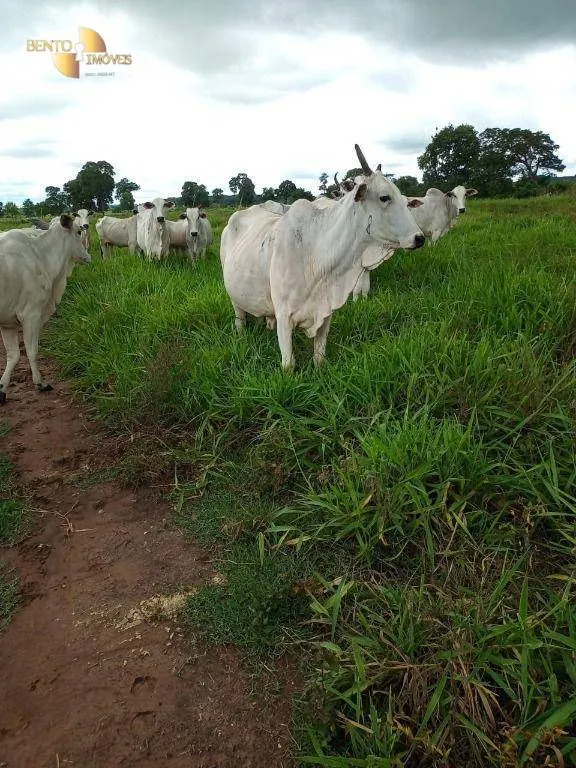 Fazenda à venda de 100 ha em Poconé, MT, Brasil