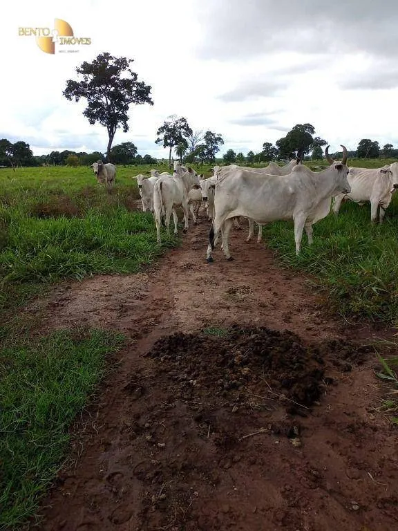 Fazenda à venda de 100 ha em Poconé, MT, Brasil