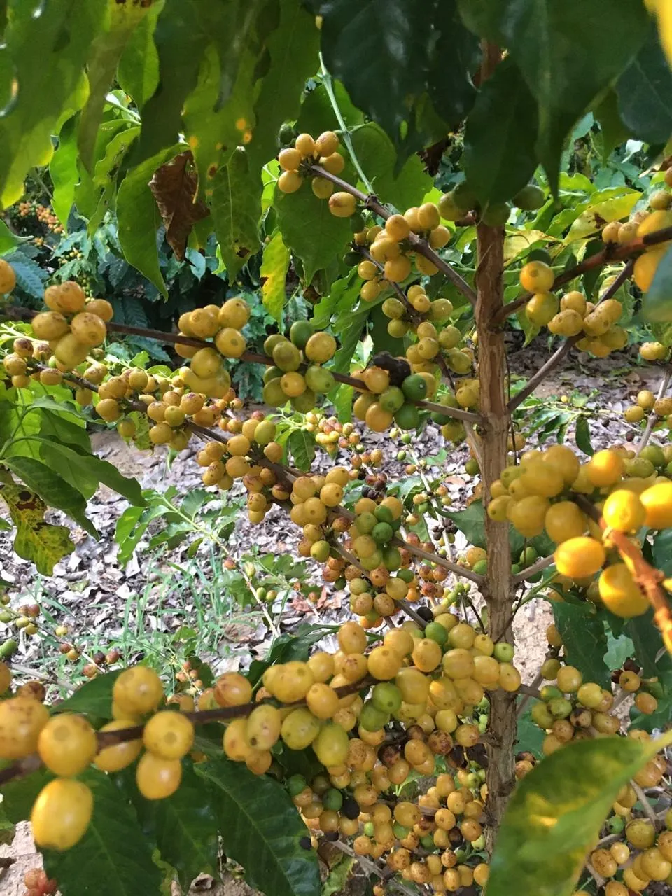 Small farm for sale of 120 acres in Jacutinga, MG, Brazil