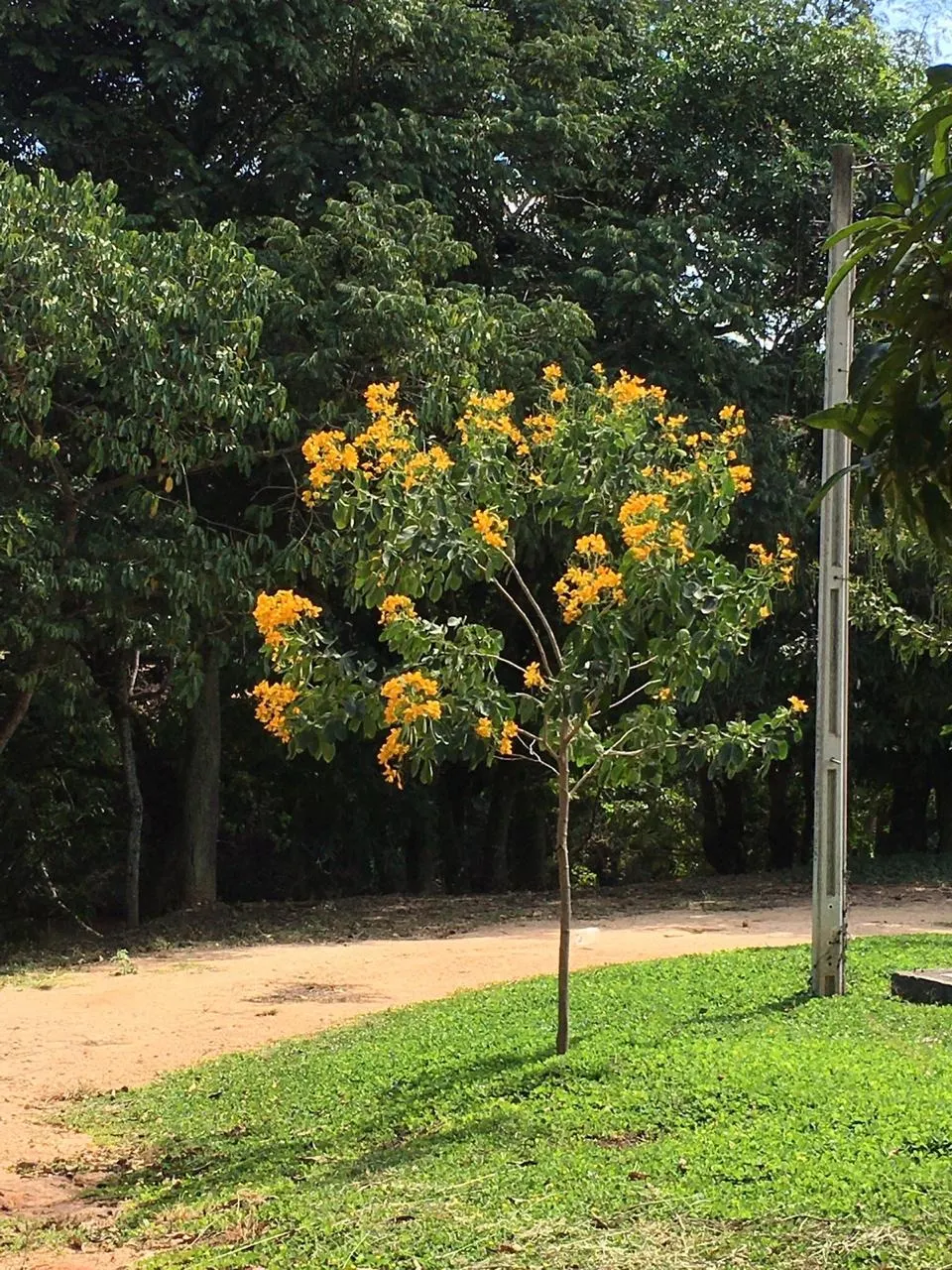 Small farm for sale of 120 acres in Jacutinga, MG, Brazil