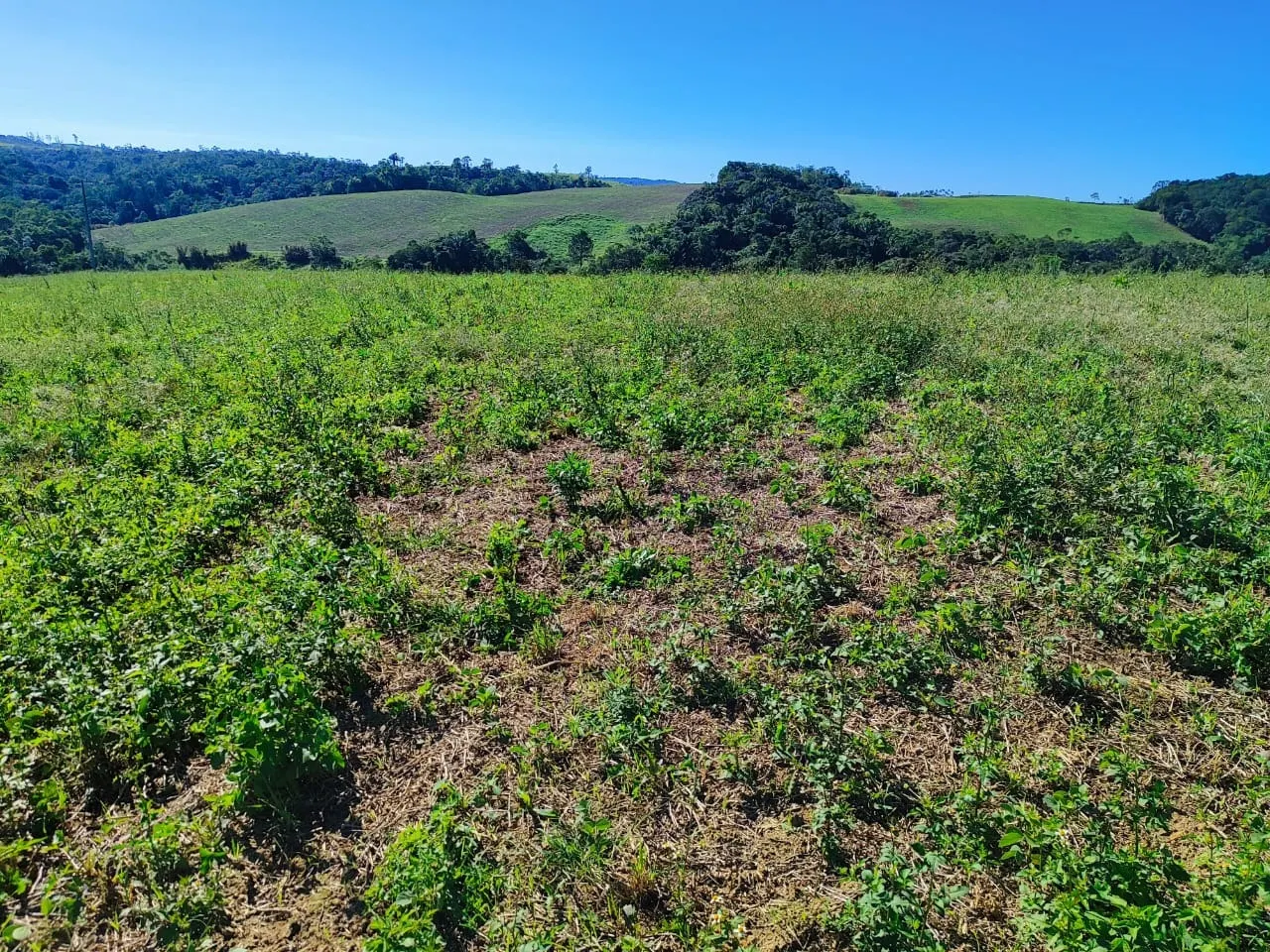 Farm for sale of 299 acres in São Miguel Arcanjo, SP, Brazil