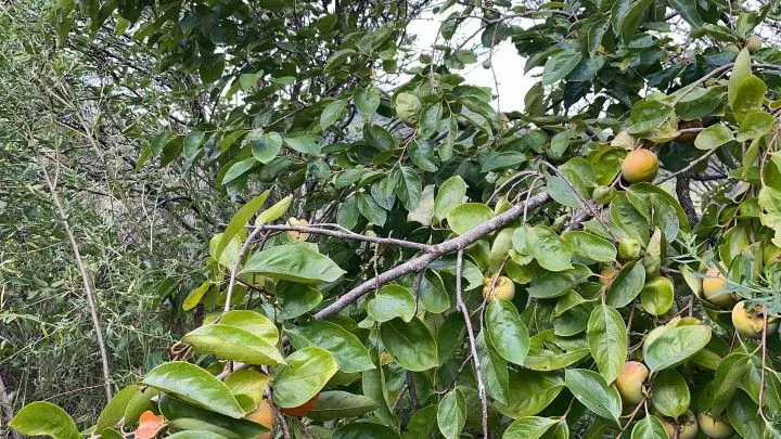 Country home for sale of 6 acres in Santo Antônio da Patrulha, RS, Brazil