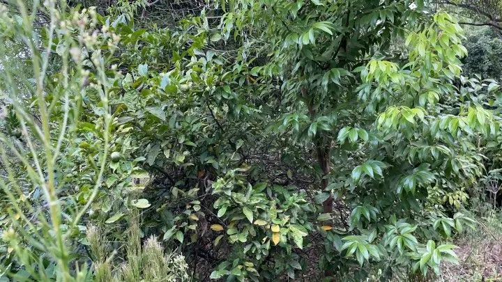 Country home for sale of 6 acres in Santo Antônio da Patrulha, RS, Brazil
