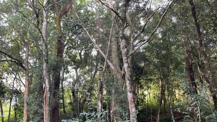 Country home for sale of 6 acres in Santo Antônio da Patrulha, RS, Brazil