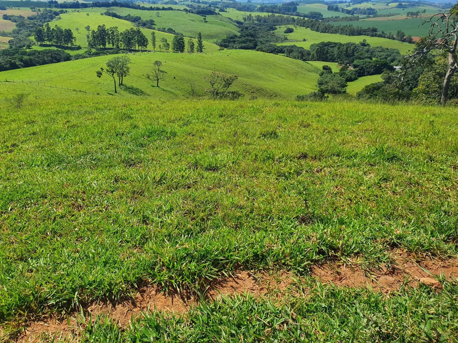 Fazenda à venda de 248 ha em Cruzília, MG, Brasil