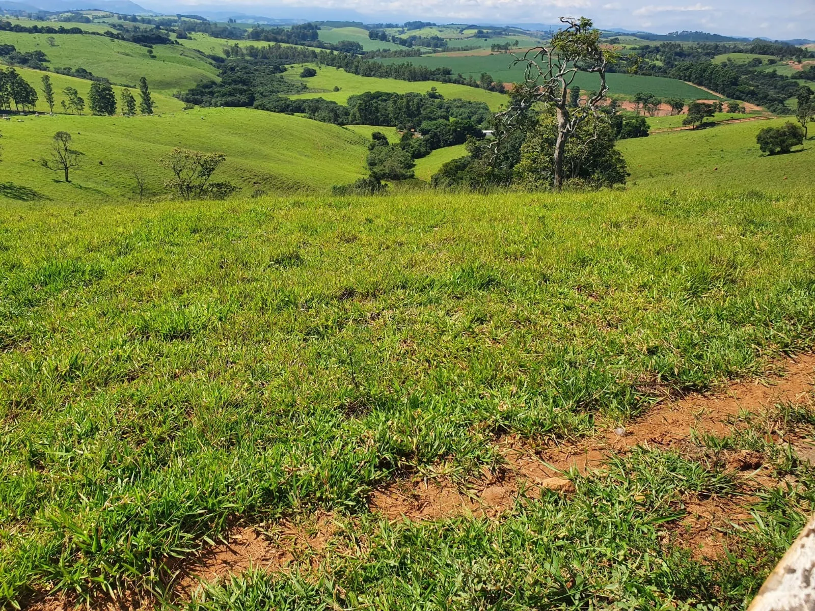 Fazenda à venda de 248 ha em Cruzília, MG, Brasil