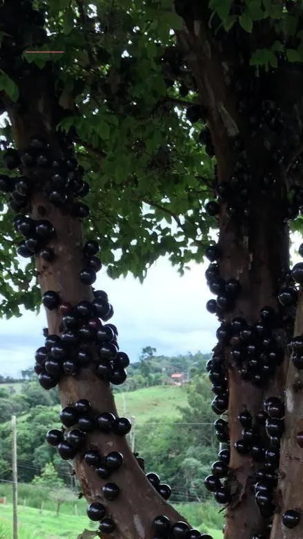 Fazenda à venda de 101.000 ha em Tuiuti, SP, Brasil