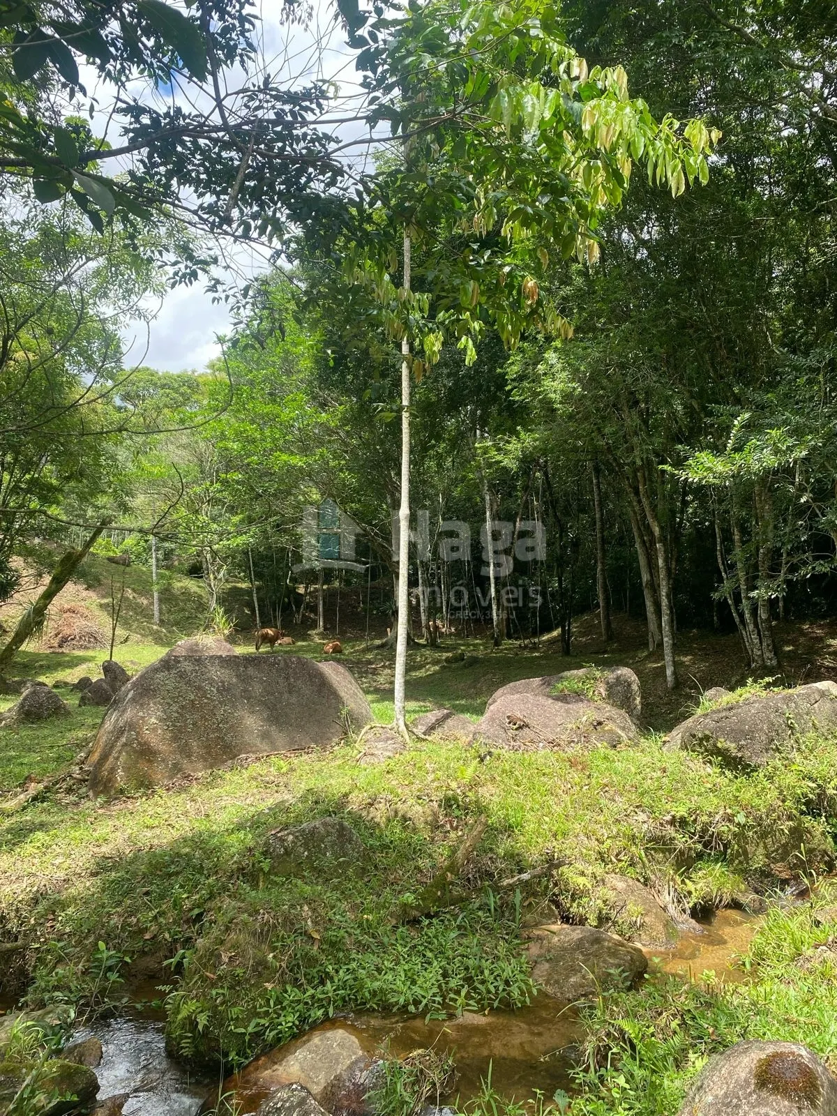 Fazenda à venda de 19 ha em Canelinha, SC, Brasil