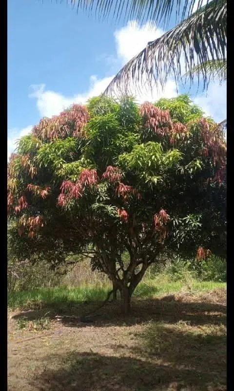Plot for sale of 3 acres in Amélia Rodrigues, BA, Brazil