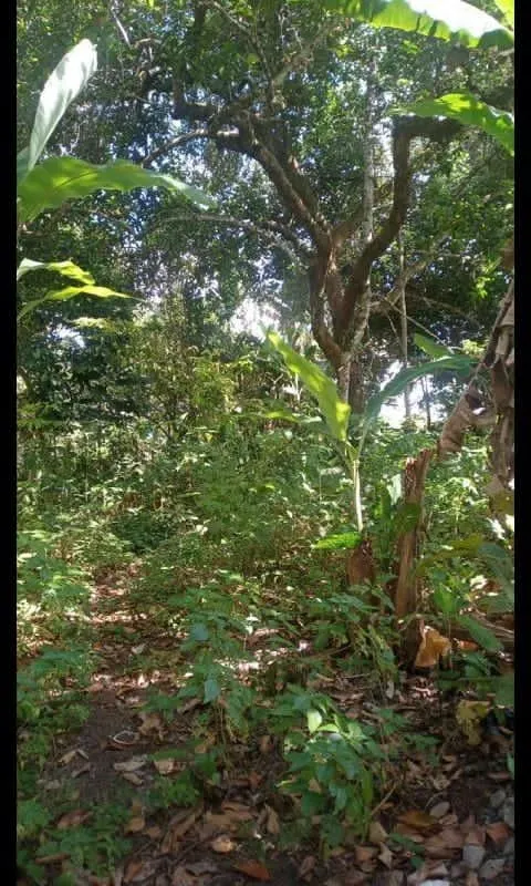 Plot for sale of 3 acres in Amélia Rodrigues, BA, Brazil