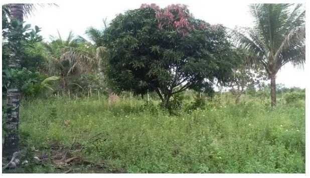 Plot for sale of 3 acres in Amélia Rodrigues, BA, Brazil