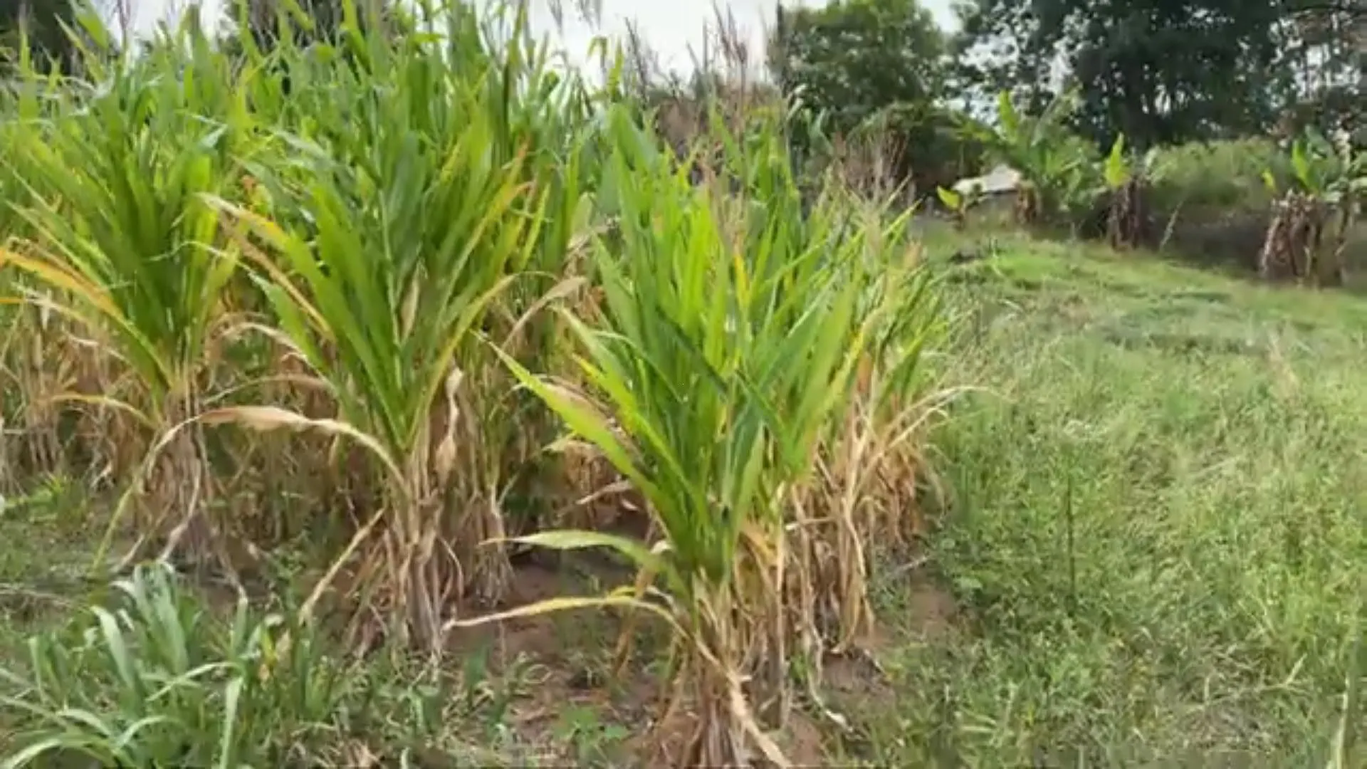 Chácara à venda de 5.800 m² em Taquara, RS, Brasil
