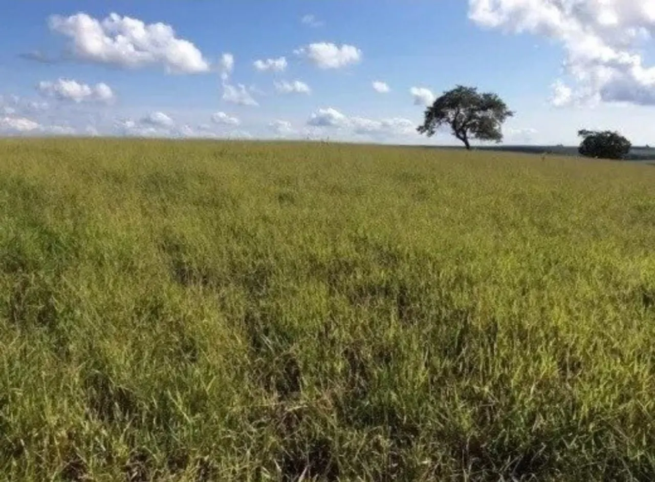 Fazenda à venda de 242 ha em Bofete, SP, Brasil