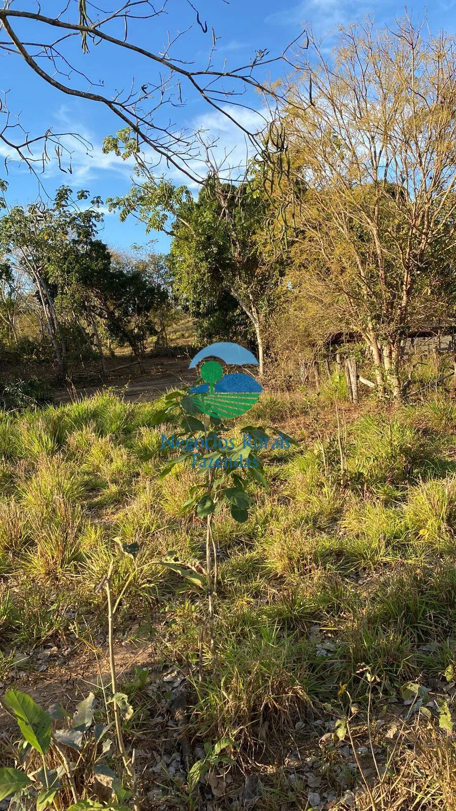 Fazenda à venda de 160 ha em Niquelândia, GO, Brasil