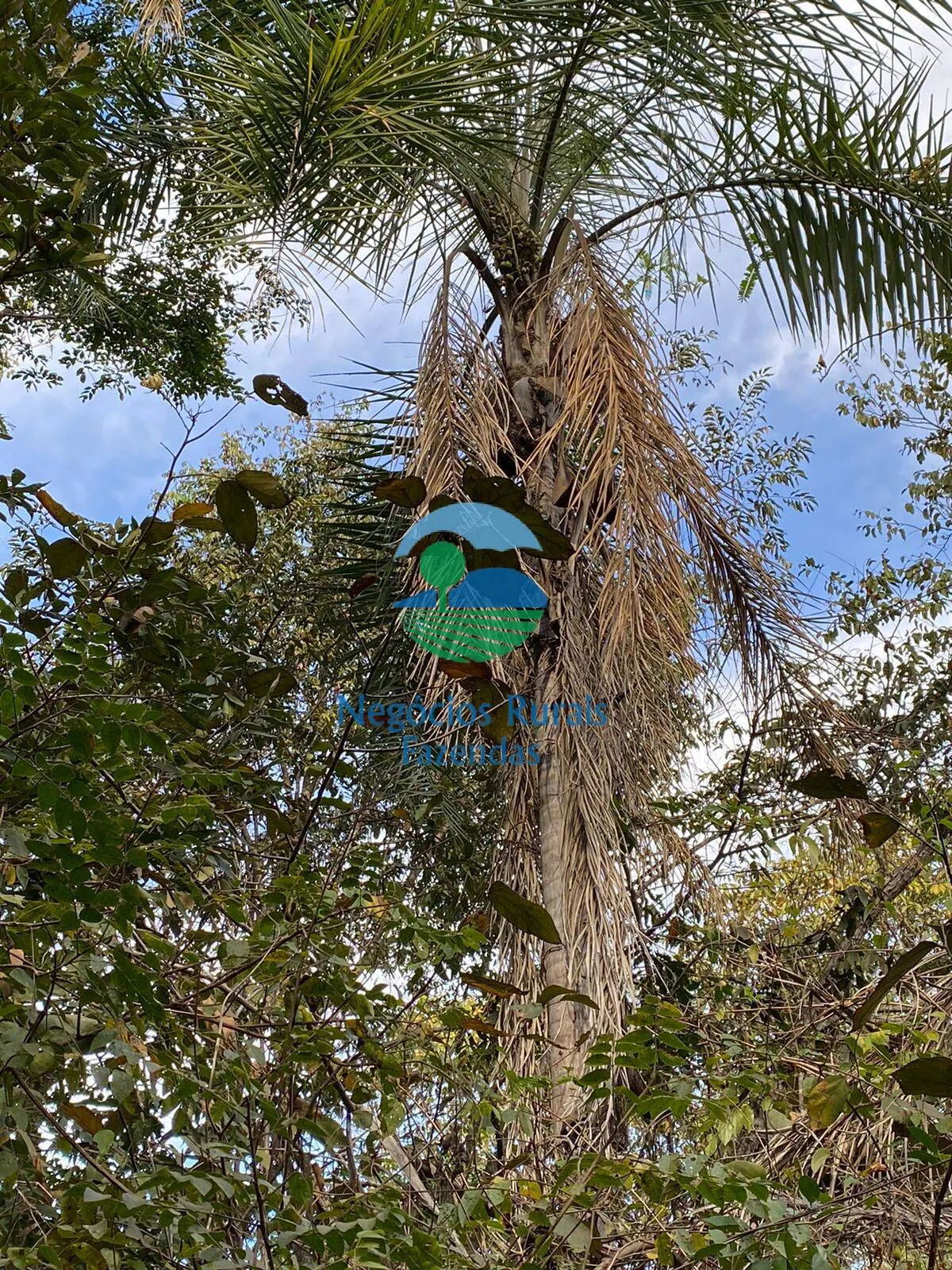 Fazenda à venda de 160 ha em Niquelândia, GO, Brasil