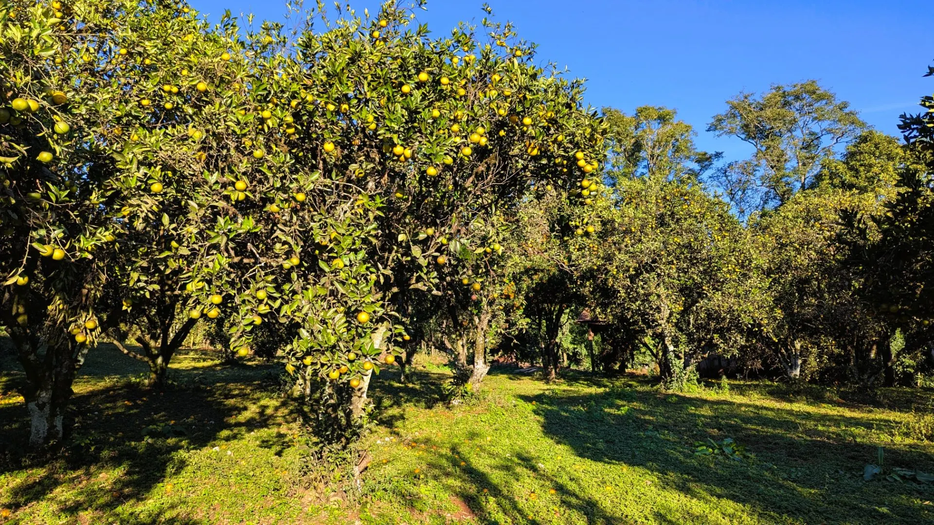 Chácara à venda de 5 ha em Nova Itaberaba, SC, Brasil