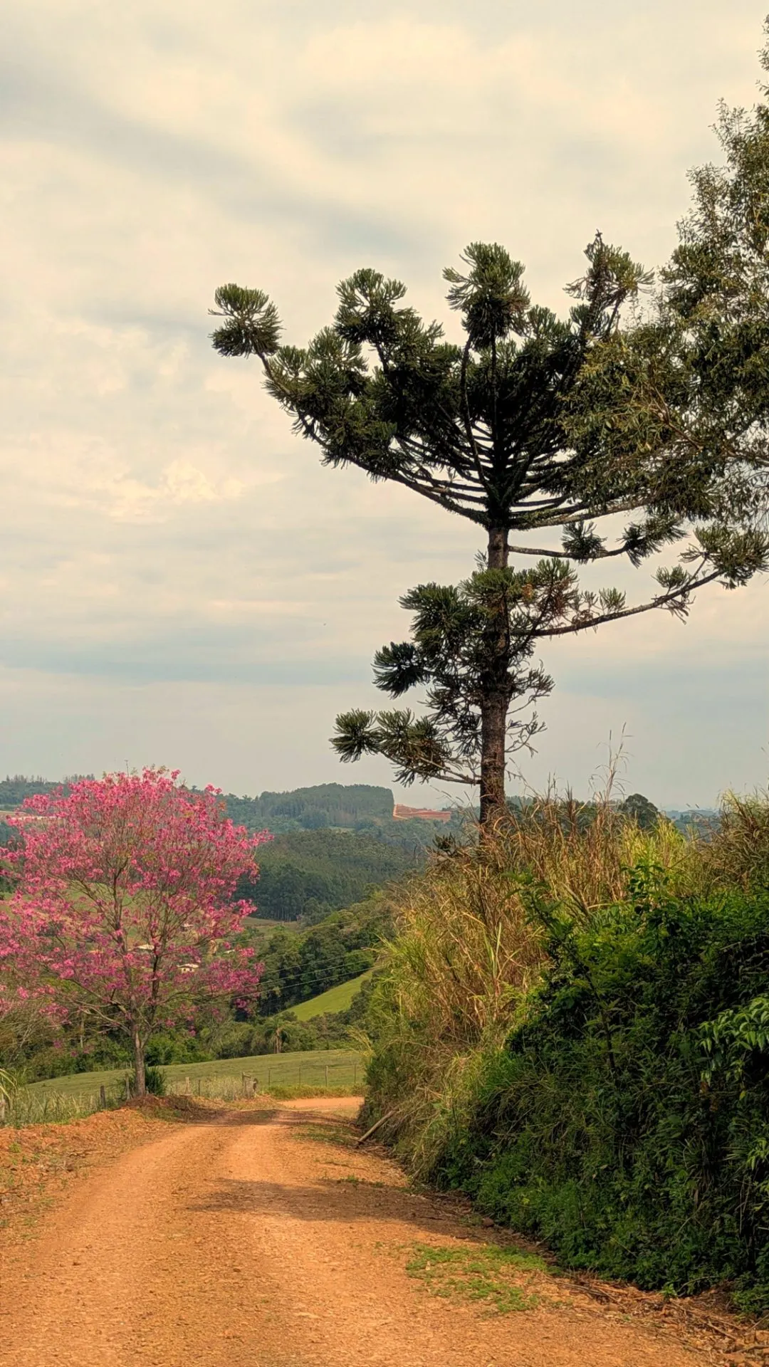 Chácara à venda de 5 ha em Nova Itaberaba, SC, Brasil