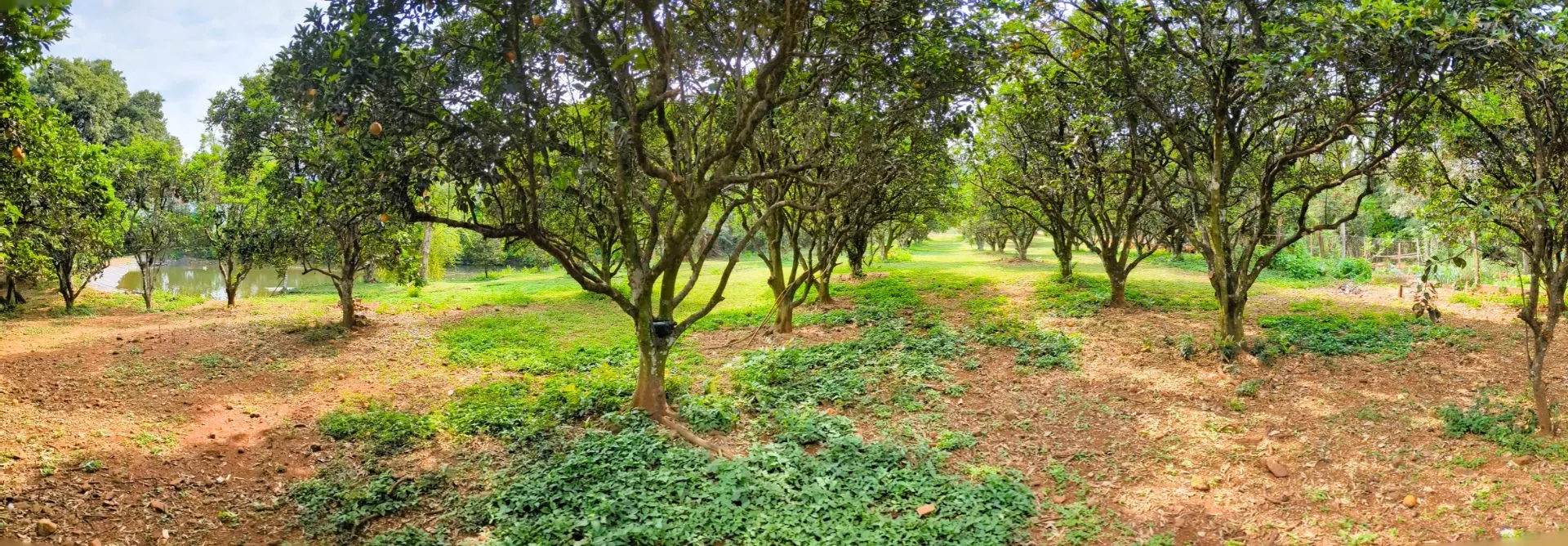 Chácara à venda de 5 ha em Nova Itaberaba, SC, Brasil