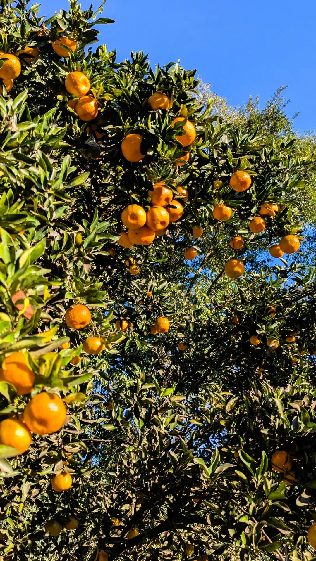 Chácara à venda de 5 ha em Nova Itaberaba, SC, Brasil