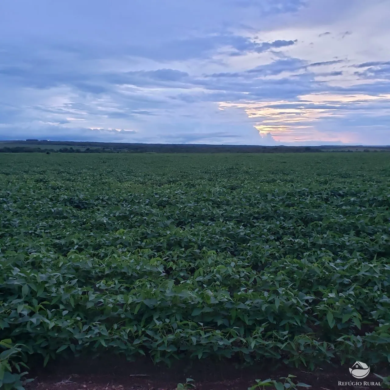 Fazenda à venda de 3.771 ha em Rosário Oeste, MT, Brasil