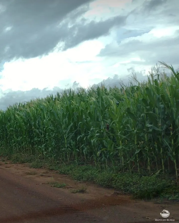 Fazenda à venda de 3.771 ha em Rosário Oeste, MT, Brasil