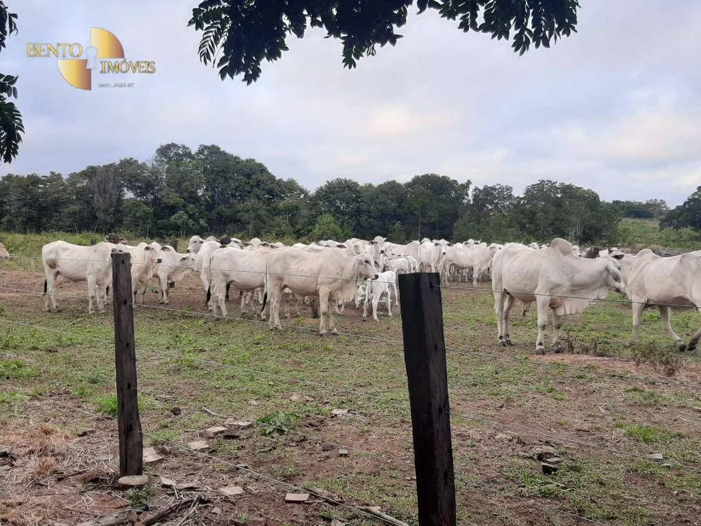 Fazenda à venda de 325 ha em Rosário Oeste, MT, Brasil