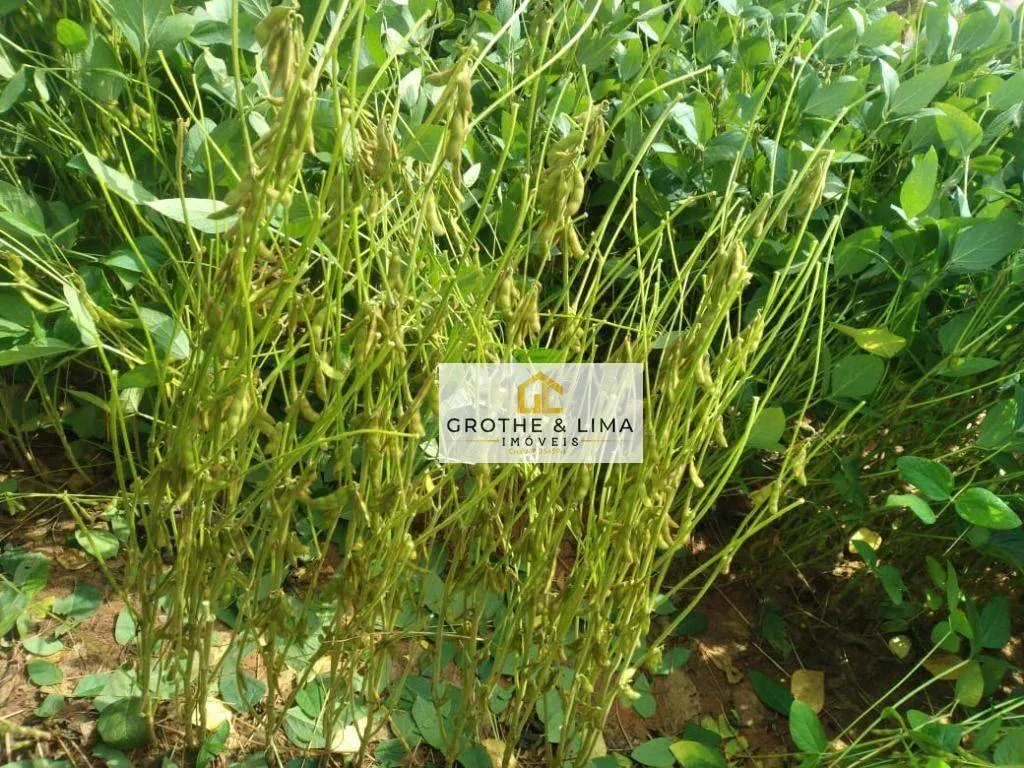 Fazenda à venda de 653 ha em Palmas, TO, Brasil
