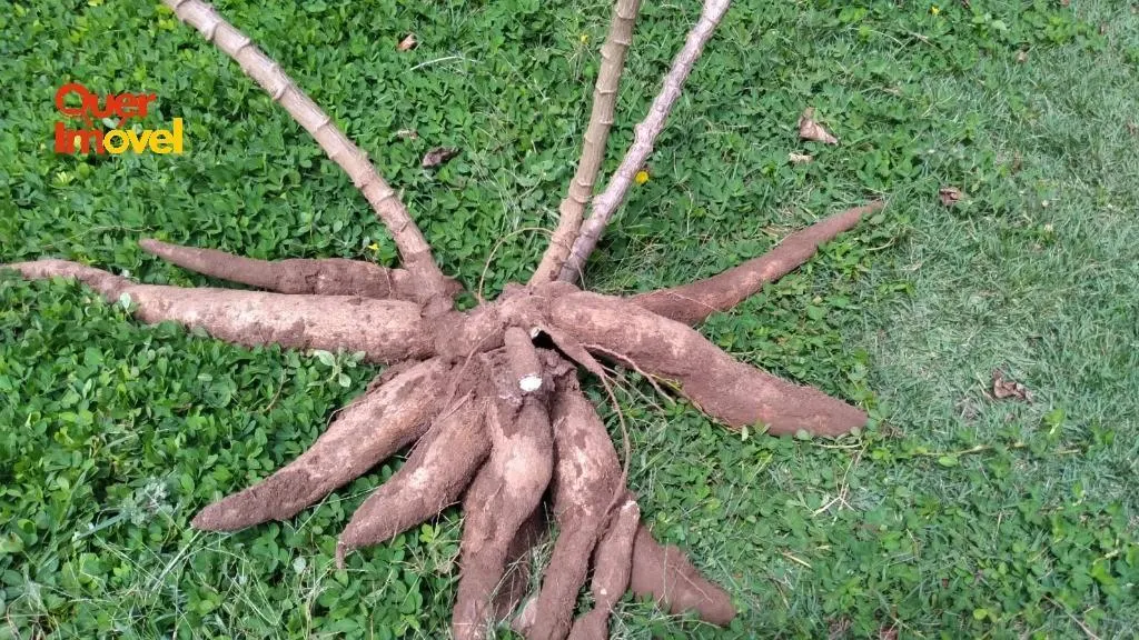 Sítio à venda de 4 ha em Santo Antônio da Alegria, SP, Brasil