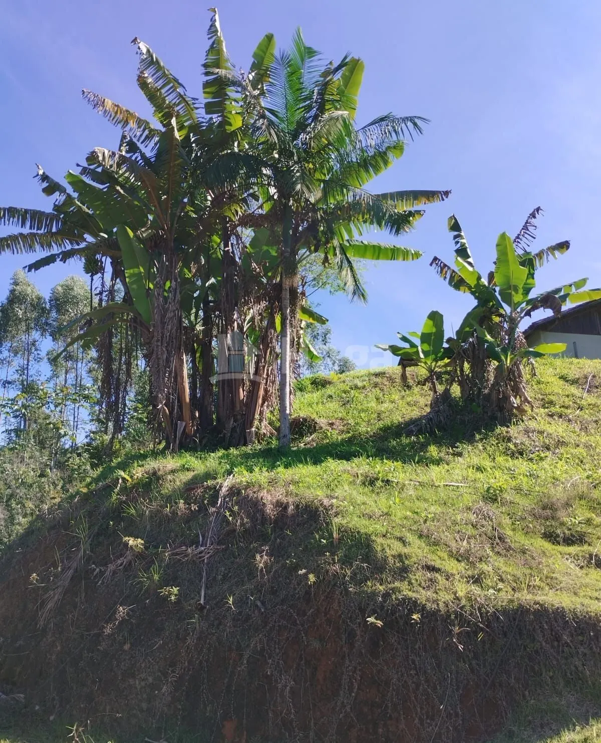 Chácara à venda de 2.000 m² em Nova Trento, SC, Brasil