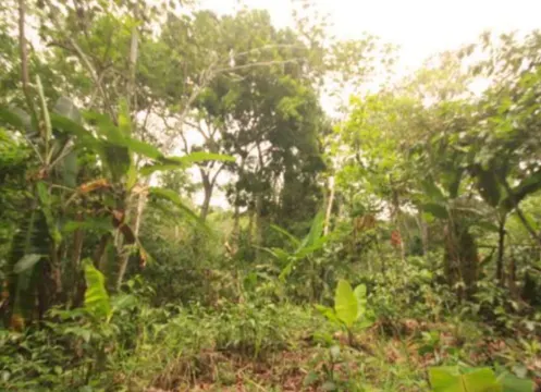 Fazenda à venda de 705 ha em Una, BA, Brasil