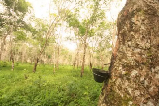 Fazenda à venda de 705 ha em Una, BA, Brasil