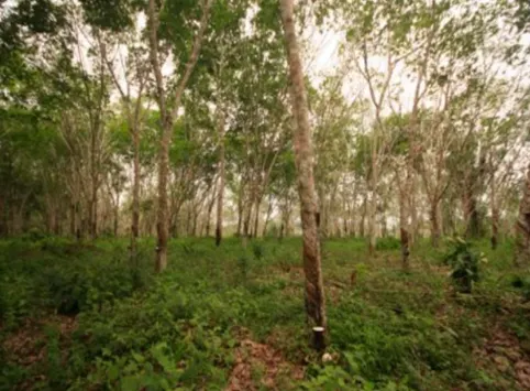Fazenda à venda de 705 ha em Una, BA, Brasil