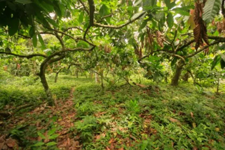 Fazenda à venda de 705 ha em Una, BA, Brasil