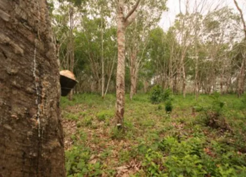 Fazenda à venda de 705 ha em Una, BA, Brasil