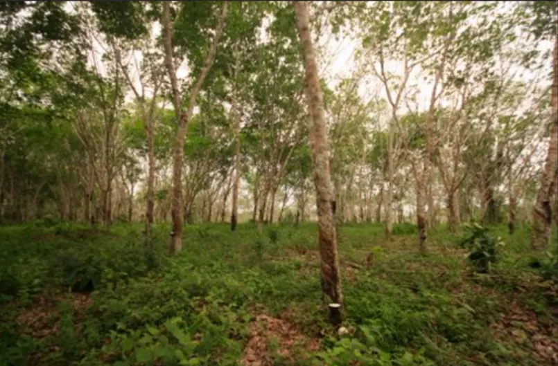 Fazenda à venda de 705 ha em Una, BA, Brasil