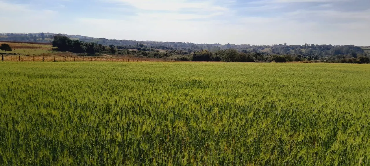 Fazenda à venda de 25 ha em Cesário Lange, SP, Brasil